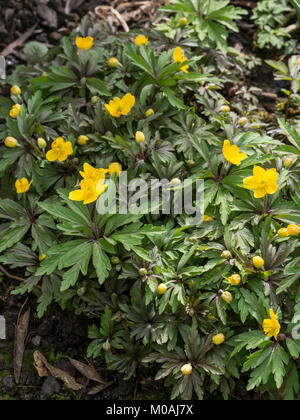 Fleurs jaune renoncule sur Anemone Banque D'Images