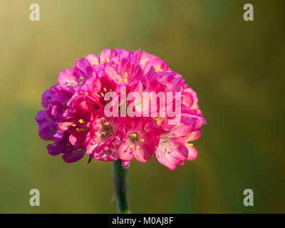 Gros plan d'une rose de l'Armeria maritima flowerhead contre un arrière-plan flou Banque D'Images