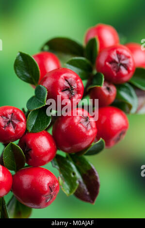 Close up of red Cotoneaster horizontalis berries contre un arrière-plan flou Banque D'Images