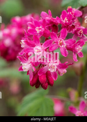 De près de l'fleurs rouges du groseillier à fleurs Ribes sanguineum Banque D'Images