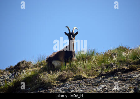Chèvre solitaire partie d'un troupeau de chèvres sauvages sauvages curieux près du sommet de la montagne un Écossais Beinn Corbett Choin dans les Highlands écossais, au Royaume-Uni. Banque D'Images