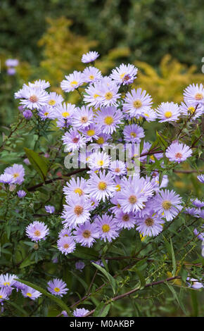 Symphyotrichum fleurs. Michaelmas marguerites dans le jardin. Banque D'Images