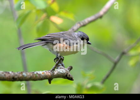 Mésange perchée sur une branche. Banque D'Images