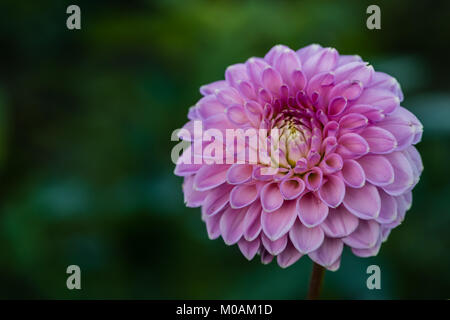 Dahlia 'Bluebird' une balle Barbarry dahlias (Ba)- Double des algues qui sont en forme de balle ou légèrement aplatie. Rayons blunt ou arrondies à l'extrémité, ma Banque D'Images