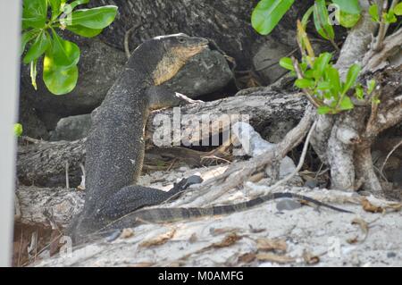 Varan d'eau marcher sur du sable sur l'île de Tioman, Malaisie, Asie Banque D'Images