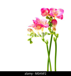 Fleurs d'été fleurs rose isolé sur fond blanc Banque D'Images