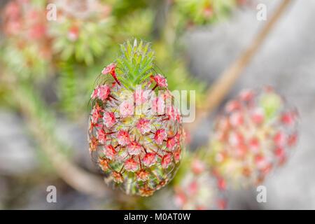 Les fleurs sauvages d'Australie occidentale Banque D'Images