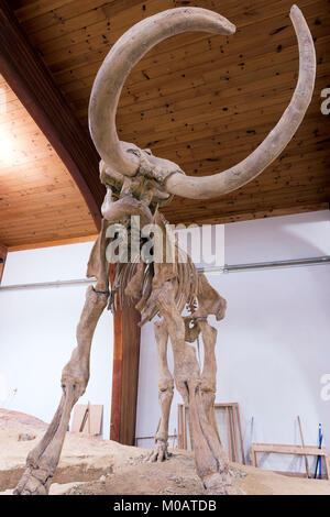 Squelette de mammouth Wolly, Hot Springs, S. Dakota, USA, par Dominique Braud/Dembinsky Assoc Photo Banque D'Images