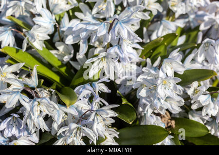 Scilla mischtschenkoana, syn. Scilla tubergeniana - Tubergen Squill Banque D'Images