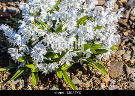 Scilla mischtschenkoana, syn. Scilla tubergeniana - Tubergen Squill Banque D'Images