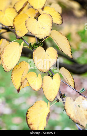 Cercidiphyllum japonicum automne 'Peach', Katsura arbre feuilles d'automne Banque D'Images