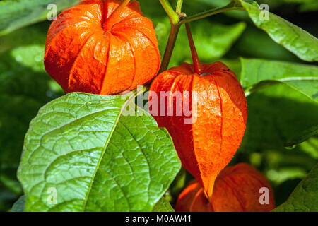 Lampe chinoise, Physalis alkekengi Banque D'Images