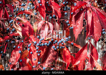 Plantes grimpantes, baies de Virginie, parthenocissus quinquefolia 'engelmannii' feuilles rouges grimpeurs d'automne Banque D'Images