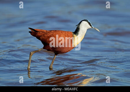 Jacana à poitrine dorée Actophilornis africanus (Afrique) dans les eaux peu profondes, Kruger National Park, Afrique du Sud Banque D'Images