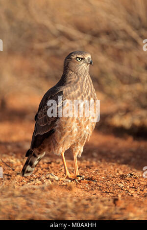 Chant pâle immatures (Melierax canorus) autour des palombes, désert du Kalahari, Afrique du Sud Banque D'Images