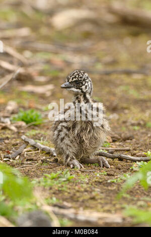 Emu Dromaius novaehollandiae Chick photographié à Victoria, Australie Banque D'Images