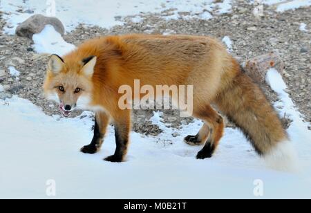 Closeup portrait sur le renard roux, Vulpes vulpes dans un hiver Banque D'Images