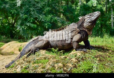 Iguana rock cubain (Cyclura nubila) Banque D'Images