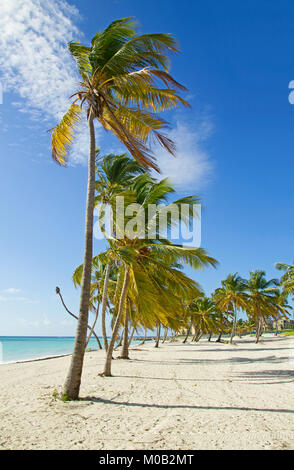 Plage tropicale avec palmiers de Punta Cana Banque D'Images