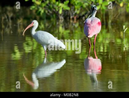 L'American Ibis blanc (Eudocimus albus) Banque D'Images