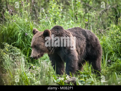 L'ours brun des Carpates dans son habitat sauvage naturel Banque D'Images
