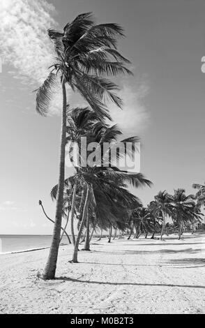 Plage des Caraïbes avec des palmiers, image en noir et blanc Banque D'Images