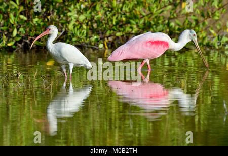 L'American Ibis blanc (Eudocimus albus) Banque D'Images