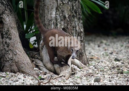 Peu coati prises dans Playacar, Mexique Banque D'Images
