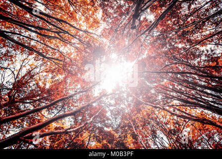 La lumière du jour passant par arbre en automne, avec des reflets provenant de l'horizon. Thème mystère. Banque D'Images