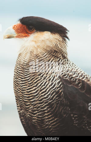 Portrait d'un Caracara huppé (Caracara plancus), close up, side view Banque D'Images