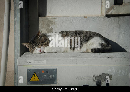 Chat mignon endormi dans le soleil au-dessus d'une boîte de jonction de l'électricité dans la rue. Banque D'Images