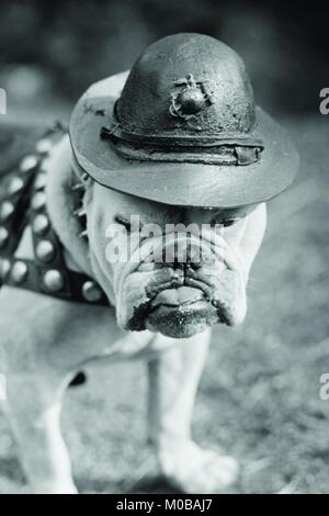 En 1922, Un bouledogue est intronisé dans le corps des Marines des États-Unis par le général Smedley Butler Banque D'Images