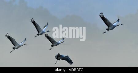 Oiseaux en vol. Une silhouettes de grues en vol. Grue cendrée Grus grus grus, ou communis, gros oiseau dans l'habitat naturel. Banque D'Images