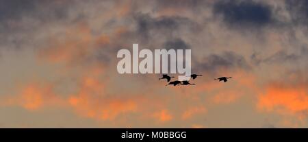 Oiseaux en vol au coucher du soleil. Une silhouettes de grues en vol. Troupeau de grues vole à fond de ciel coucher de soleil. Grue commune européenne (grue). Banque D'Images