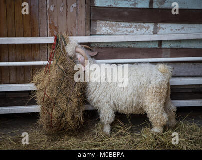 Chèvre Angora mange de l'herbe dans la ferme Banque D'Images