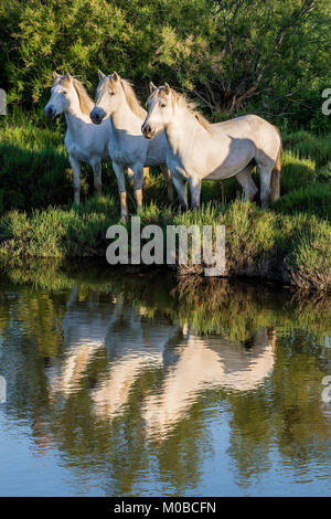 Portrait de l'chevaux blancs reflètent dans l'eau. La France. Camargue Banque D'Images