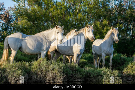 Portrait de l'chevaux blancs reflètent dans l'eau. La France. Camargue Banque D'Images