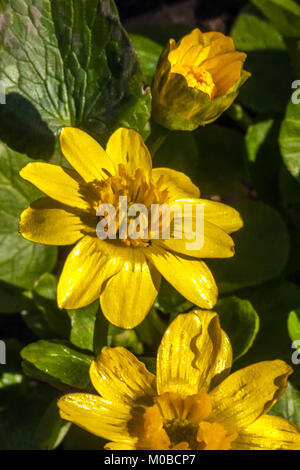 Ficaria verna grandiflora, chélidoine, pilewort moindre Banque D'Images