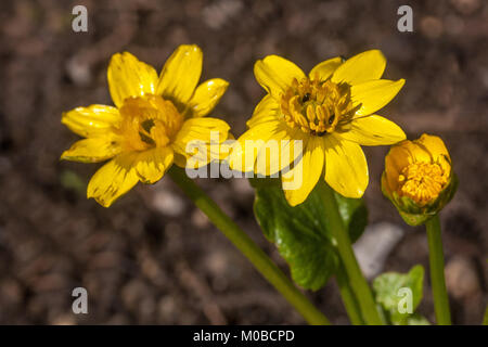 Ficaria verna grandiflora, chélidoine, pilewort moindre Banque D'Images