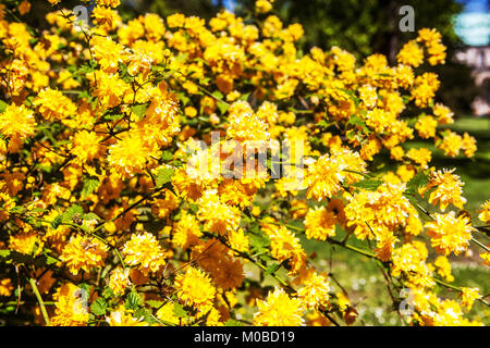 Kerria Japonica Pleniflora, Rose Japonaise Banque D'Images