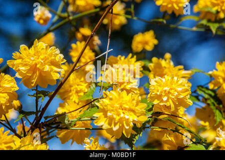 Kerria japonica 'Pleniflora', plante à fleurs japonaise Rose Spring Banque D'Images