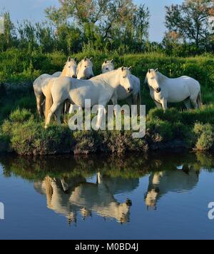 Portrait de l'chevaux blancs reflètent dans l'eau. La France. Camargue Banque D'Images