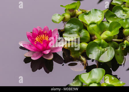 Nénuphar rose chaud coloré avec ombre reflet sur le miroir comme l'eau de l'étang voisin d'un nénuphar feuilles vertes. Banque D'Images