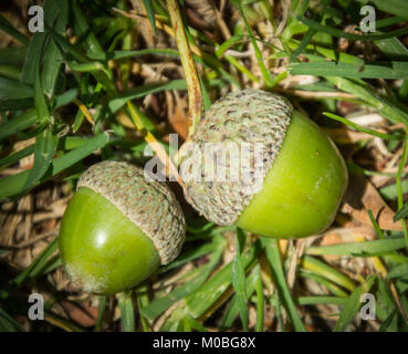 Deux glands vert lying on grass in garden Banque D'Images