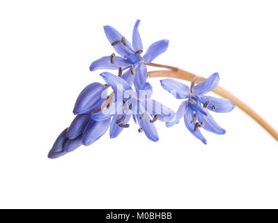 Close-up de Squill Scilla siberica (Sibérie). Début du printemps flower isolated on white background. Shallow DOF. Banque D'Images