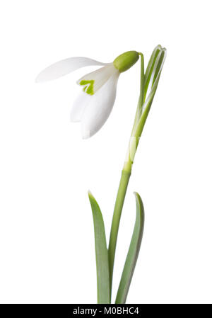 Snowdrop flower isolated on white background Banque D'Images