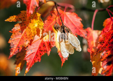 Acer tataricum Ginnala, érable tatar ou érable tatarien, feuilles d'automne rouges Banque D'Images