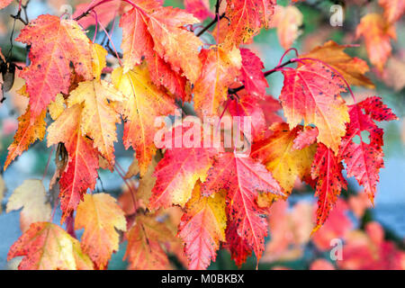 Acer tataricum Ginnala, érable tatar ou érable tatarien, jardin feuillage automne feuilles rouge plante de jardin Banque D'Images