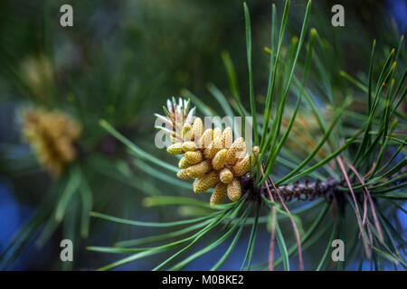 Pinus murraybanksiana, cône de printemps mâle Banque D'Images