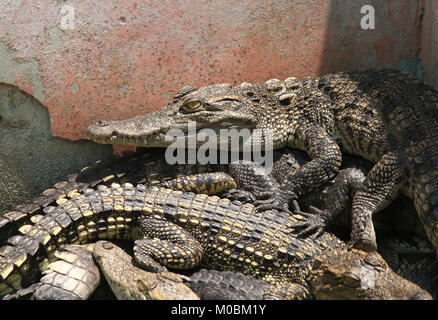 Les crocodiles fermer jusqu'en Thaïlande Banque D'Images